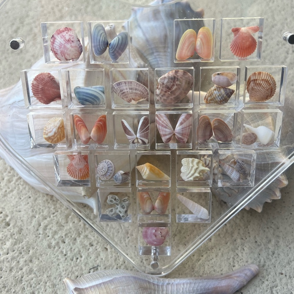 Heart-Shaped Seashell Display - Picture 4 of 8